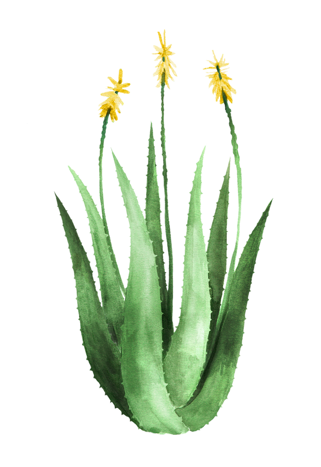 aloe vera in bloom aqua color