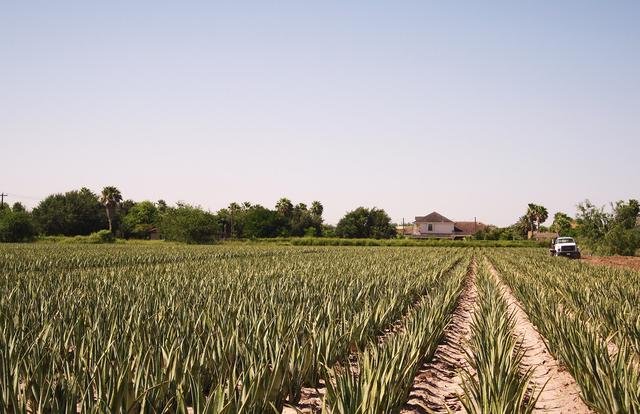 aloe vera plants on a field