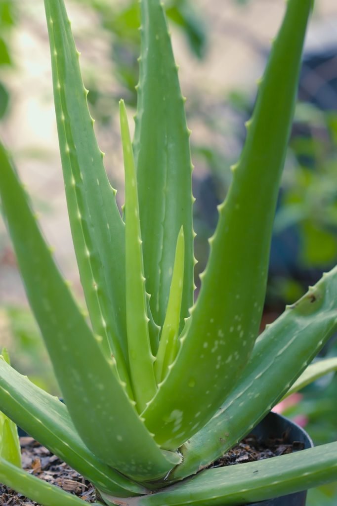 aloe vera plant in light green with blurry background